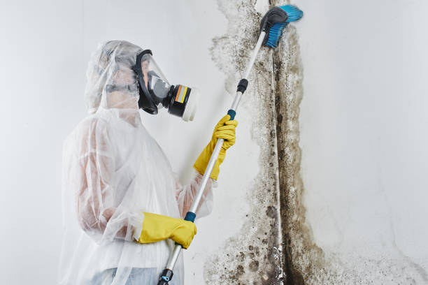Best Residential Mold Removal  in River Heights, UT