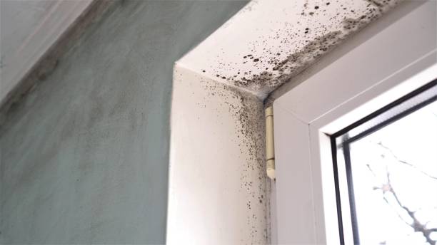 Best Fast Mold Removal  in River Heights, UT