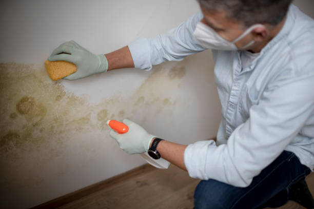 Best Professional Mold Removal  in River Heights, UT