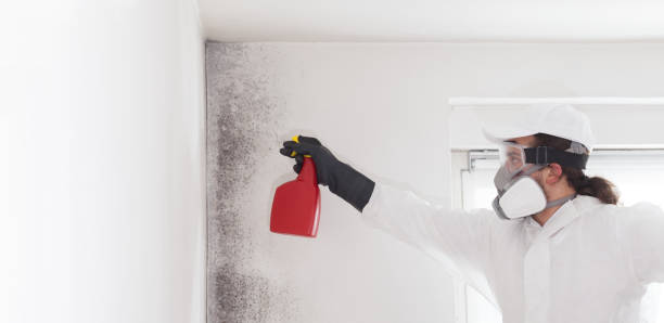 Best Mold Damage Repair  in River Heights, UT