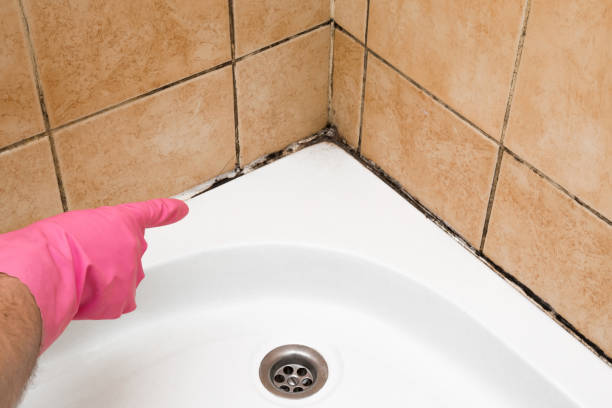 Best Fast Mold Removal  in River Heights, UT